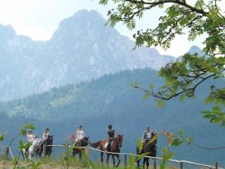 Mały domek pod lasem - Zakopane - 8