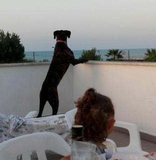 Villa Oleandro - Alba Adriatica - 1