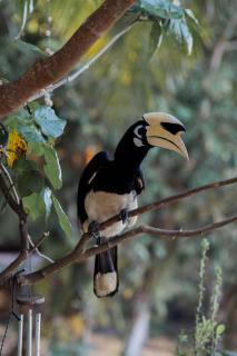 Hornbill Bungalow Koh Chang Ranong - 6