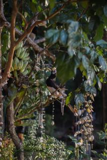 Hornbill Bungalow Koh Chang Ranong - 1