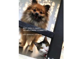 Kitty Guesthouse - Phi Phi Don - 0