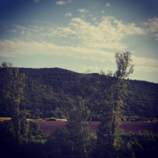 Mazet Lavande - Saint-Martin-de-Brômes - 7