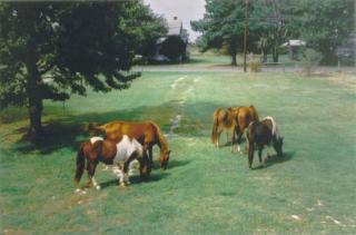 Chincoteague Townhome with Pony Views from Deck! - Chincoteague - 9