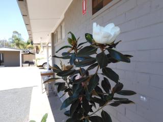 Dalby Parkview Motel - Dalby - 3