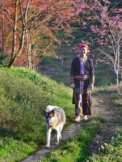 Sapa Dao Homestay - Sapa - 7