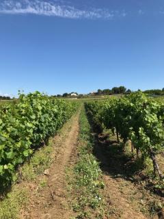 Domaine de Peilhan - 7