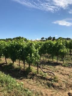 Domaine de Peilhan - 6
