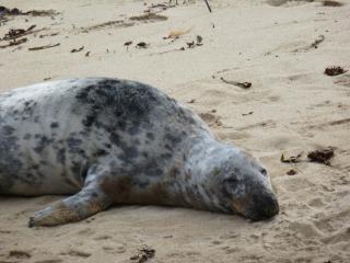 Sennen Cove Cottage - 4