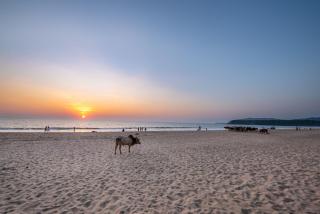 Simrose - Agonda - 5