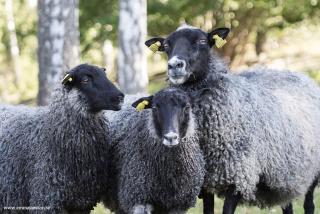 Ingebo Hagar bondgårdsboende - 4