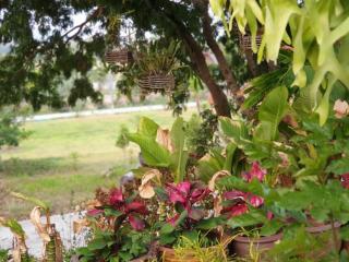 Green Hill Resort Phurue - 1