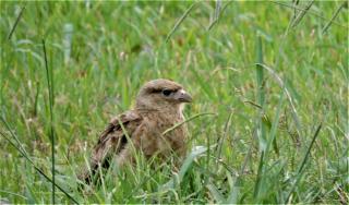 Country del Sol Complejo Turistico - 2