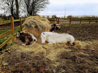 Brampton Dales Farm - Gainsborough - 7