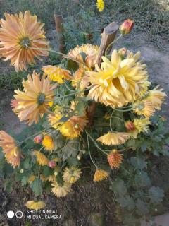 "Dulce Hogar" homestay - 5