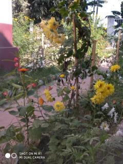 "Dulce Hogar" homestay - Majuli - 8