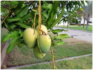 FLAT TERREO 106 D Beira mar Praia dos Caneiros - 5