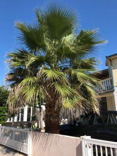 Apartment Plavo Sidro - Vir - 3