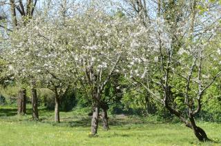 Hamac et potager Gîte et chambre d'hôtes - La Chapelle-de-Bragny - 4