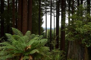 Serene Redwood Retreat - Arcata - 8