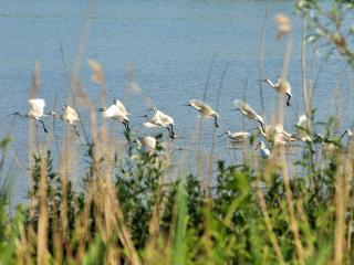 Bed & Breakfast De Schuur Inn - Numansdorp - 5