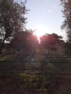 B&B Posta Piana - Canosa di Puglia - 6