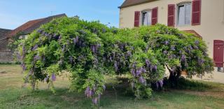 Jungbrunnen Orges - Orges - 5