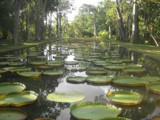 Sun Villa - Pereybere - 2