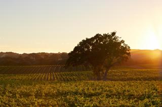 SummerWood Inn - El Paso de Robles - 7