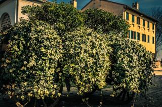 Le Vigne Morosina - Cessalto - 6