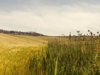 La Saracina - Pienza - 3