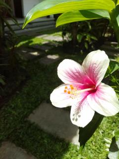 Bhuana Alit 2 Ubud - 1