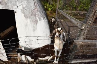 40-Acre Farm with Animals and Fishing in Sebring! - Sebring - 9