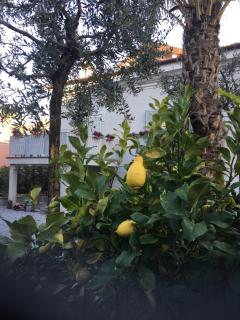 Guesthouse Villa Jung - Bordighera - 5