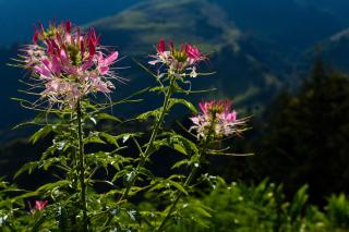 Casa Descanso en el Campo con Hermosa Vista a los Farallones - 0