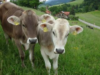 Ferienwohnungen Weixler Schindelberg - Oberstaufen - 4