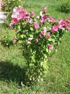 Hibiszkusz Haz - Bekölce - 5