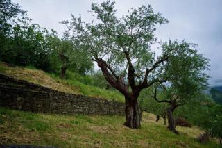 Levantes Mansion - Karitaina - 6