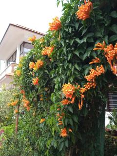 Sabaoth Stays, - Madikeri - 8