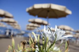 Happy Sea Home - monolocale sul mare con piscina - Albinia - 1