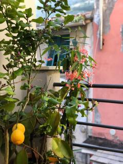 La Polena Camere Vernazza - Carattino Apartment - Vernazza - 7