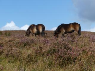 Pear Tree Cottages - Wedmore - 4