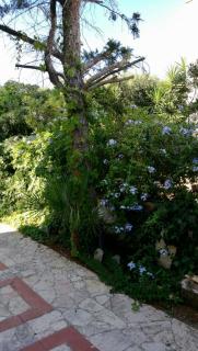 Il giardino del Falso Pepe - 5