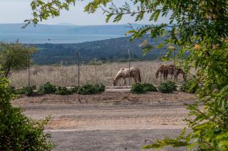 Nof Kinneret Cabins - Had Nes - 5