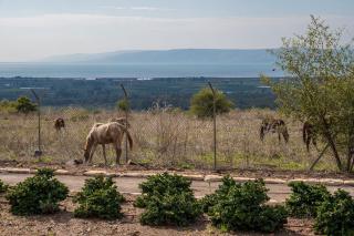 Nof Kinneret Cabins - 6