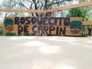 Bosquecito de Carpin - Carpintería - 2