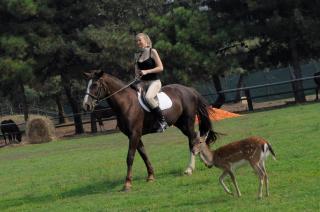 Villa Quadrilocale V4P - 1