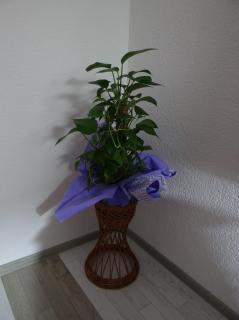 Apartman Archy - Sarajevo - 5