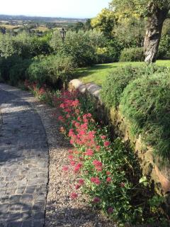 Olivella - Campagnano di Roma - 6