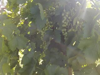 Viamonte Rest - Lujan de Cuyo - 5