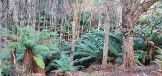 Ruby's Cottage Farm Stay - Port Arthur - 9